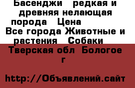 Басенджи - редкая и древняя нелающая порода › Цена ­ 50 000 - Все города Животные и растения » Собаки   . Тверская обл.,Бологое г.